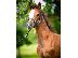 PoulaTo: 10 chronón Kfps Reg Friesian Mare